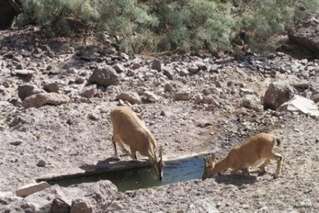 خشکسالی بیخ گوش حیات‌وحش اصفهان