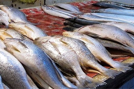 قیمت ماهی در بازار چقدر است؟
