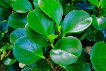 تمامی راه های پرورش و تکثیر “گیاه قاشقی”