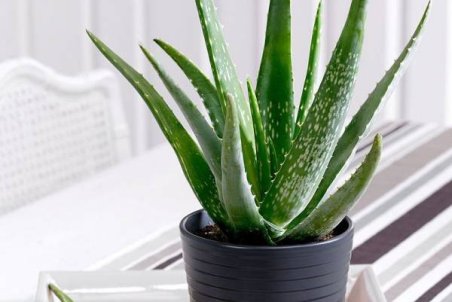 نکات مهم برای کاشت ، نگهداری و پرورش آلوئه ورا