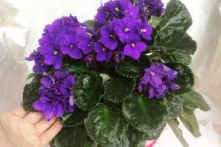 شرایط لازم برای نگهداری گل بنفشه آفریقایی