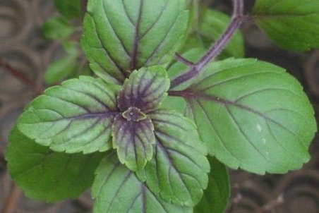 روش تکثیر ریحان و نکاتی برای پرورش آن