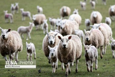 مقاصد صادراتی دام زنده اعلام شد/ افزایش قیمت گوشت ناشی از رکود بازار است