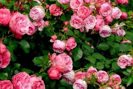 آموزش پرورش گل رز