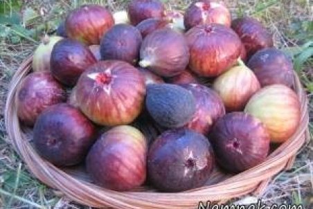 آشنایی با خواص فوق العاده انجیر