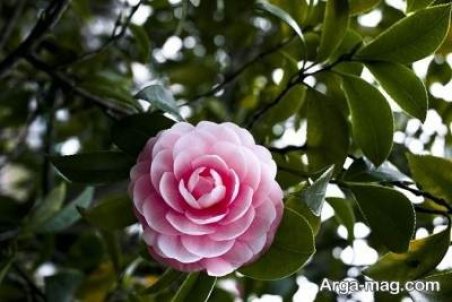 نحوه و زمان کاشت گل کاملیا