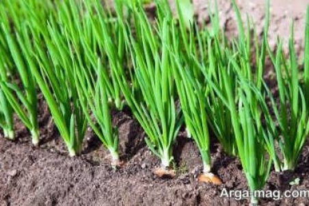 آموزش کاشت بذر پیازچه