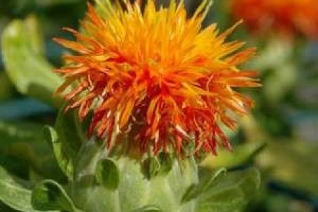 آشنایی و معرفی گیاه “گلرنگ” و نحوه پرورش آن