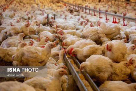 قیمت مصوب جوجه یک روزه برای مرغداران اجرا نمی‌شود