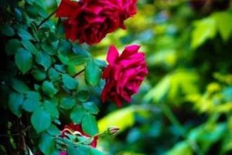 آشنایی با گیاه رز رونده و روش های نگهداری از آن