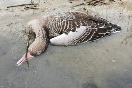 تاکنون هیچ کانونی از آنفلوآنزای فوق حاد پرندگان در خراسان شمالی مشاهده نشده است