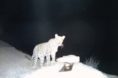 ثبت تصاویر پلنگ برای اولین بار در منطقه آزاد براریگ بافق یزد