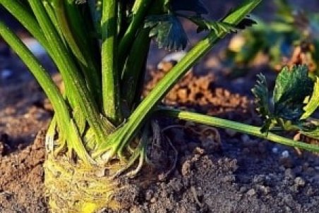 کاشت و پرورش کرفس