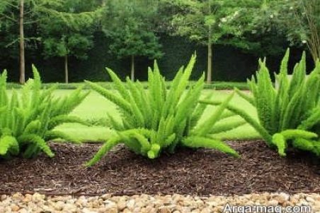 تکثیر و پرورش گل شویدی دم روباهی