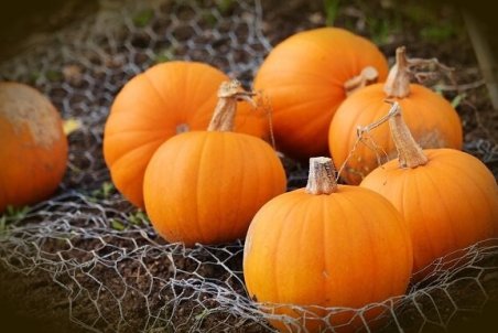 خواص کدوحلوایی