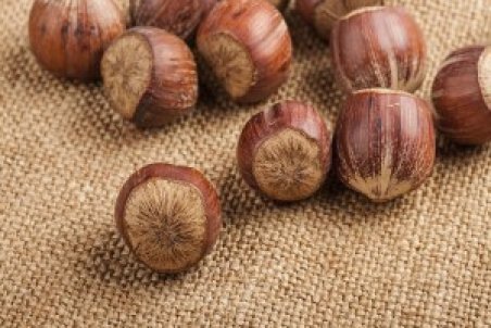 آموزش کاشت فندق و پرورش فندق در منزل