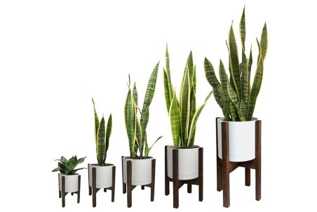 نحوه تکثیر گیاه سانسوریا + فیلم