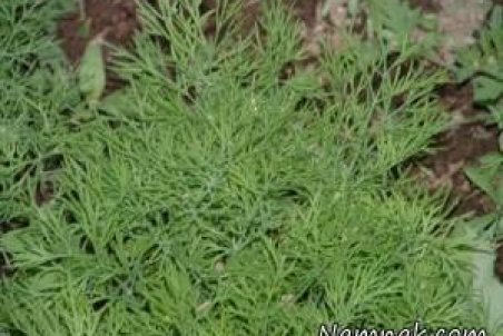 آموزش کاشت و نگهداری از شوید