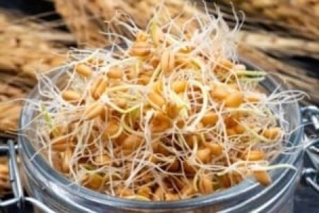 خواص ، فواید و مضرات جوانه گندم