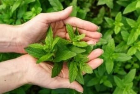 خواص پونه و فواید دارویی درمانی آن