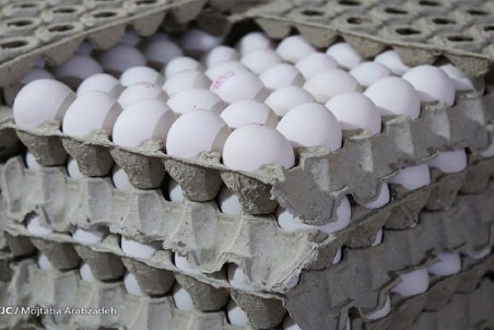 در صورت تامین نشدن خوراک دام قیمت تخم‌مرغ افزایش می‌یابد