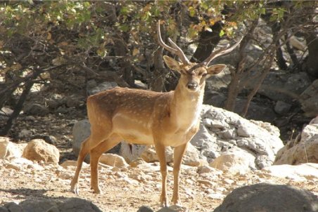 ۲۰ راس گوزن زرد ایرانی به پارک ملی دز انتقال داده می‌شود