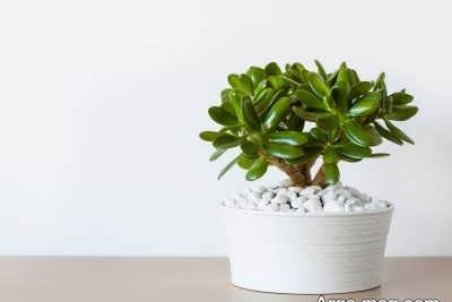 آشنایی با اصول پرورش گیاه کراسولا