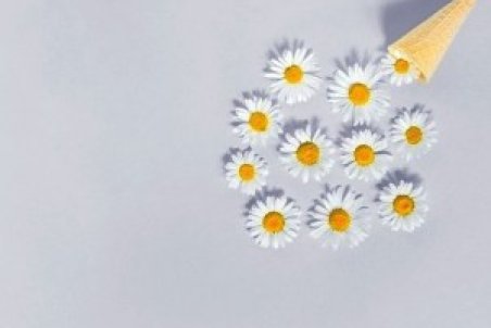 خواص بابونه برای سلامت ، درمان بیماری ها و زیبایی