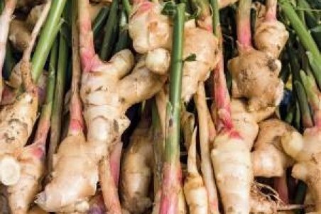 مراحل و نحوه پرورش زنجبیل