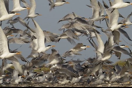 مهاجرت پرندگان به تالاب‌، آبگیر و سواحل استان بوشهر آغاز شد