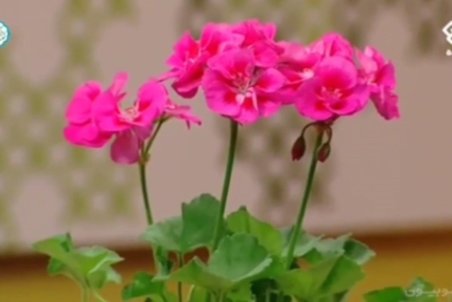 کاشت، نگهداری و شرایط لازم برای گل شمعدانی + فیلم