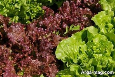 خواص کاهو قرمز و عوارض آن