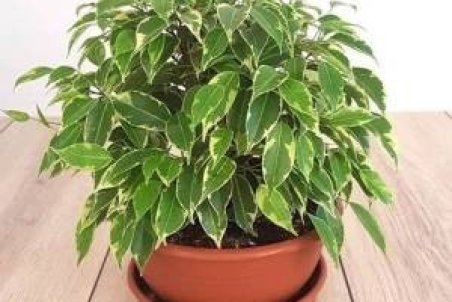 نکات مهم درباره نگهداری از گیاه بنجامین در خانه