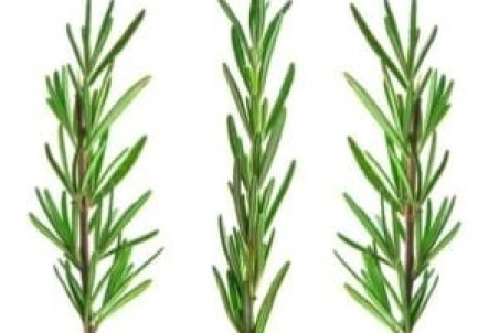 نحوه پرورش گیاه رزماری در خانه