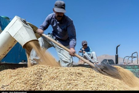 افزایش قیمت برنج در بازار اصفهان/یک کالای اساسی دیگر از سبد غذایی قشر ضعیف حذف می‌شود