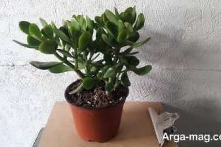 آشنایی با پرورش کراسولا اواتا