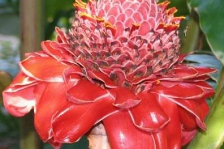 آموزش نگه داری از گل زنجبیلی