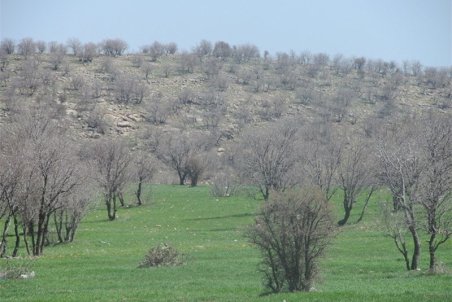 تراژدی غم انگیز نابودی جنگل های بلوط؛ قاچاق، کم آبی و بیماری ریه زاگرس را خشک می‌کند