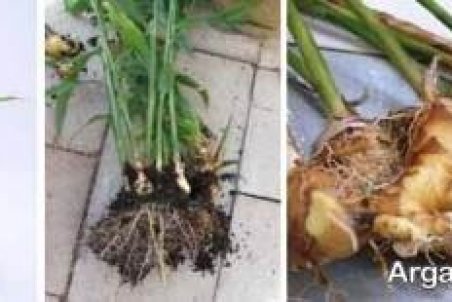 آموزش کاشت زنجبیل و پرورش آن در منزل