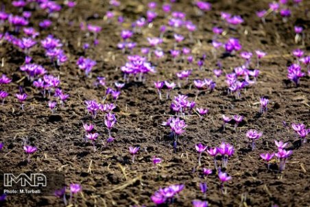 زعفران اصفهان دارای بهترین کیفیت است