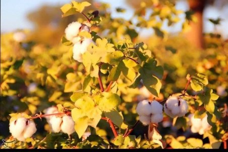 بی‌توجهی به "طلای سفید" صدای پنبه‌کاران را درآورد/ تعطیلیِ ۶۰درصد کارخانه‌های نخریسی کشور