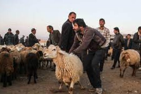 چرا کشتار دام های مولد متوقف نشد/ کمبود علوفه و نهاده دامی