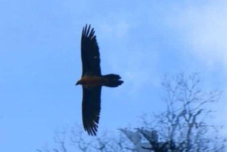 نمایی از پرنده کمیاب و خوش‌یمن ایران در جنگل‌های هیرکانی/ عکس