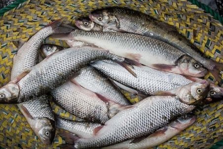 هر کیلو قزل آلا حدود ۶۳ هزار تومان/ صادرات قزل آلا به ۱۲ هزار تن می رسد