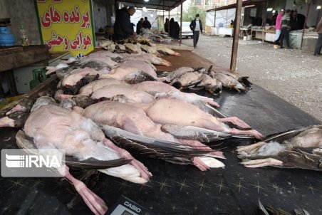 کارزار تعطیلی بازار پرنده فروشی فریدونکنار فراگیر شد