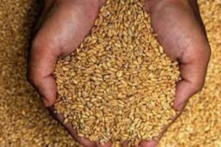 یارانه گندم و دارو در سال آینده حذف نمی‌شود