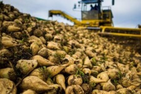 انحصارشکنی حوزه چغندر در کشور/ ضرورت احداث کارخانه قند در لرستان