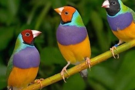 حاصلخیز کردن خاک با پسماند آلی/تولید پروتئین فراسودمند ماهیان و پرندگان زینتی