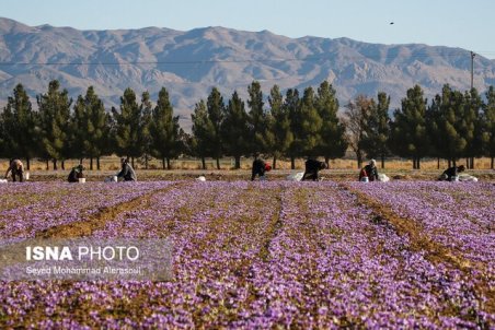 چرا تولید زعفران ۷۰ درصد افزایش یافت؟