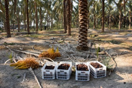 نخلداری قراردادی؛ پیش نیاز توسعه تجارت جهانی خرما